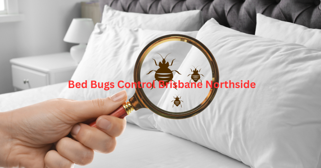 Bed bugs control treatment in Brisbane Northside QLD – professional pest technician inspecting mattress