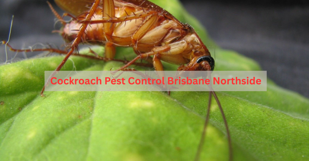 Cockroach control Brisbane, cockroach pest control Northside, Brisbane cockroach exterminator, cockroach treatment North Brisbane, pest control Brisbane Northside, cockroach removal QLD