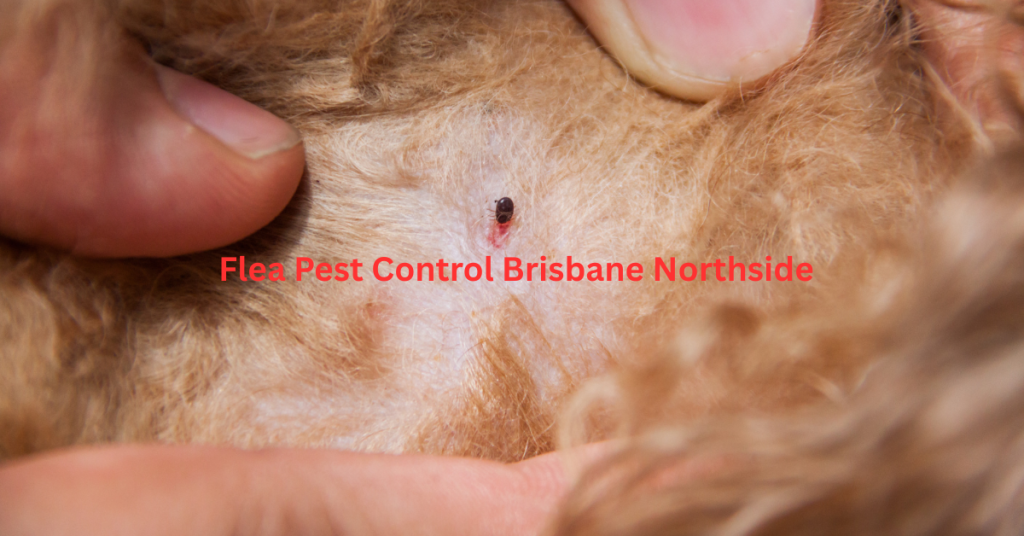Flea control service in Brisbane Northside treating carpet and pet areas