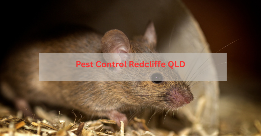 Professional pest control services in Redcliffe Brisbane – termites, rodents, ants and more