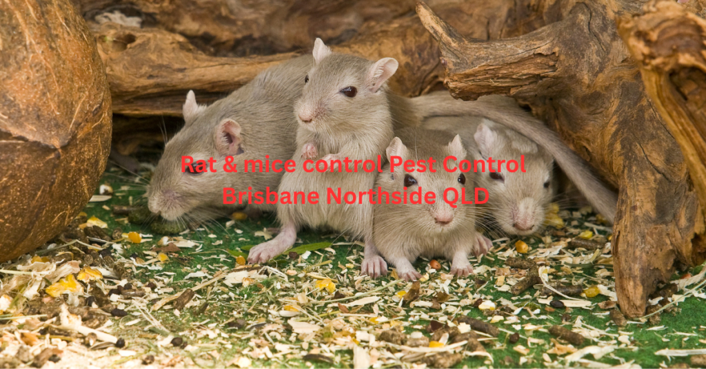 Rat and mice control services in Brisbane Northside QLD – professional pest removal solutions