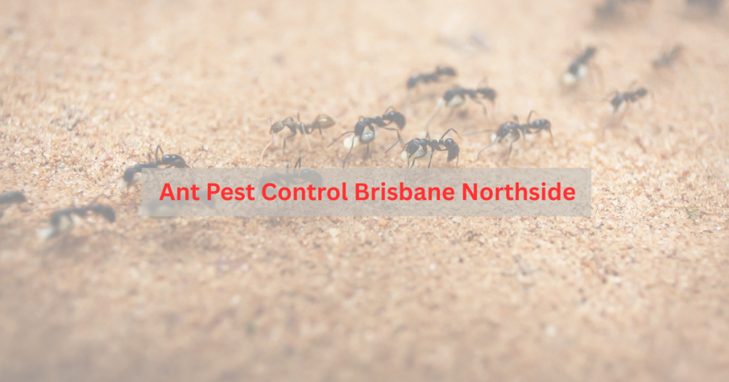 Ant control technician treating ants in a Brisbane Northside backyard garden