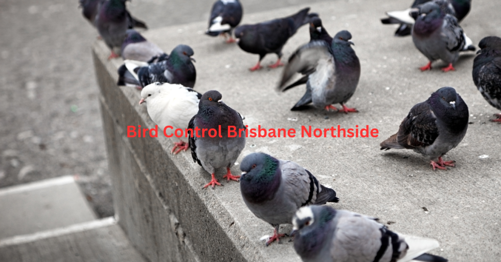 Bird control Brisbane, bird proofing Northside, bird removal Brisbane Northside, pest bird management QLD, bird deterrents Brisbane, commercial bird control Northside.