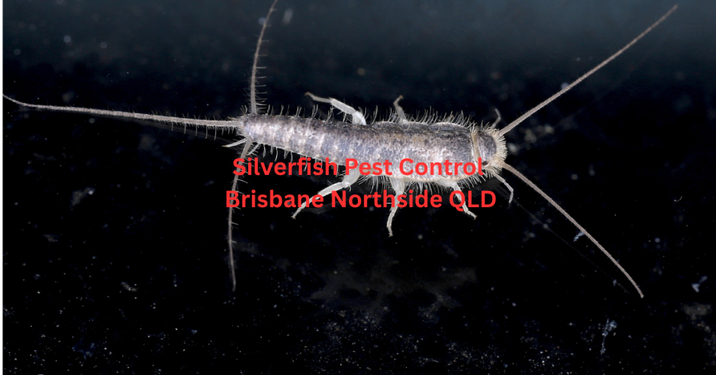 Silverfish pest control service in Brisbane Northside QLD - professional inspection and treatment