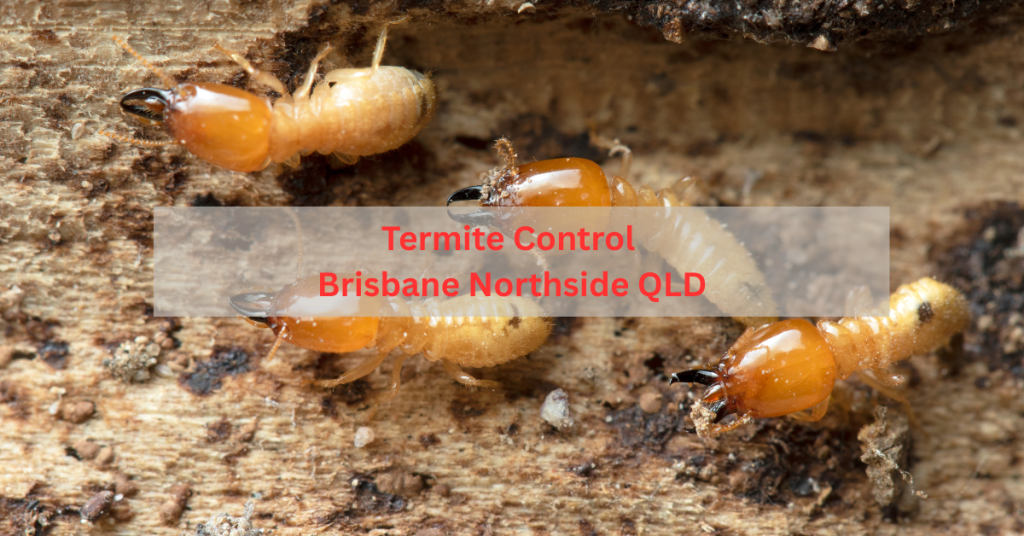 Termite control service in Brisbane Northside inspecting subfloor for termite activity