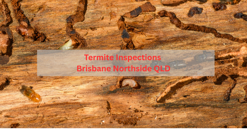 Professional Termite Inspections in Brisbane Northside QLD - Licensed Pest Control Experts