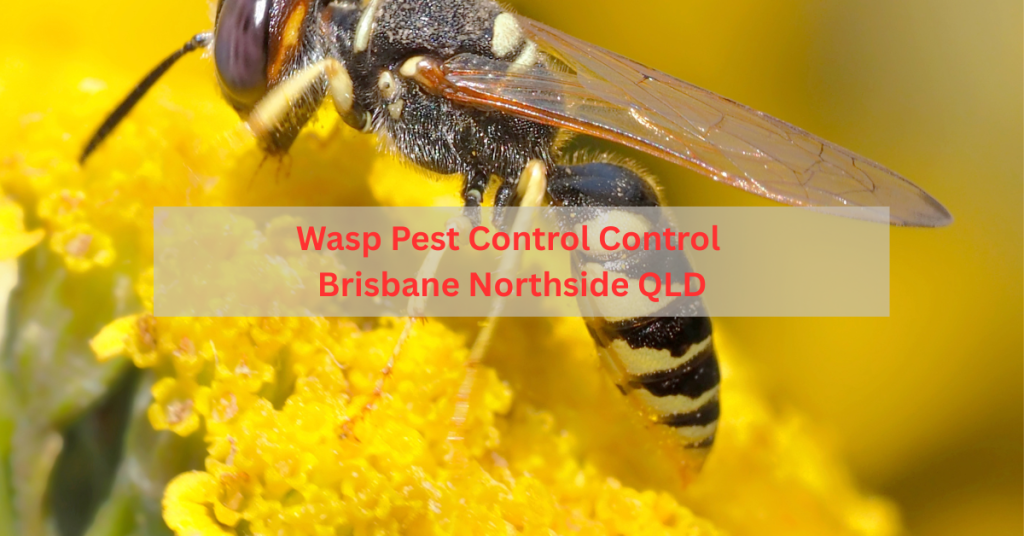 Wasp pest control expert treating a nest in Brisbane Northside QLD backyard
