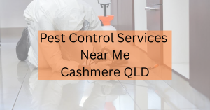 Reliable pest control services in Cashmere Brisbane - termite, ants, and rodent solutions.