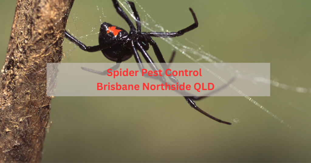 Spider pest control services in Brisbane Northside QLD – professional treatment